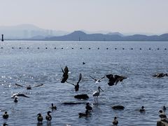 -深圳湾公园(南山区)