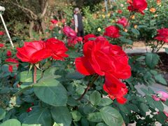 -人民公园(罗湖区)