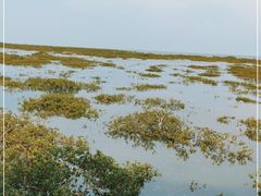 -北海金海湾红树林生态旅游区