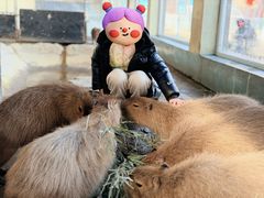 -西霞口神雕山野生动物世界