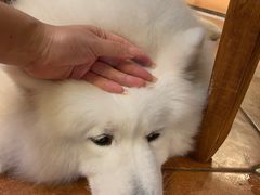 -more than meow吴止猫主题餐厅(承德 中船汇店)