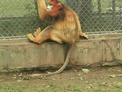 -西安秦岭野生动物园