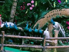 -西双版纳原始森林公园
