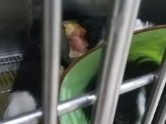 -瑞鹏瑞爱宠物医院·全科·猫科·血液透析中心(龙头寺店)