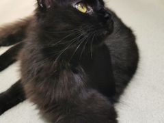 -藏猫猫咖啡主题馆(中央大道店)