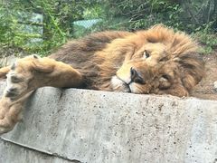 -栾川竹海野生动物园
