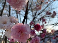 -天适樱花悠乐园