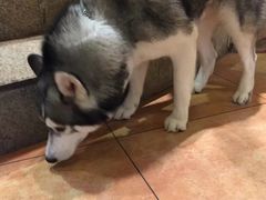 -more than meow吴止猫主题餐厅(承德 中船汇店)