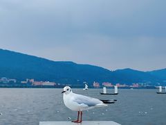 -海埂大坝