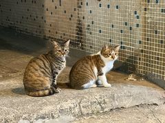 -华哥新鲜猪精品美食