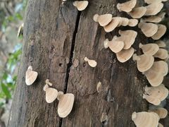 -海南热带雨林国家公园吊罗山景区