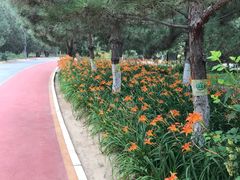 -大兴滨河森林公园