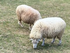 -神户市立六甲山牧场