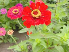 -天津东丽湖风景区