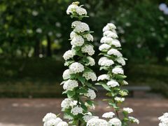 -陆家嘴中心绿地