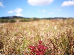 -乌兰布统草原