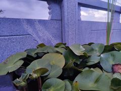 -海宁市观音寺