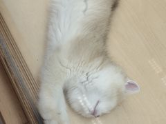 -帕帕拉兹宠物(亚洲旗舰店)