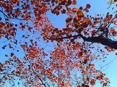 -周口店坡峰岭风景区