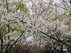 -高东镇樱花园