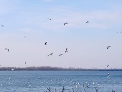 -丁香湖公园