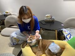 -逗柴咖啡屋·狗咖猫咖宠物桌游