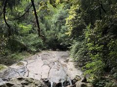 -天目山大树王景区