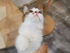 -楼上猫咖(罗湖店)