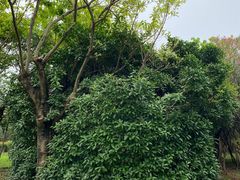 -深圳湾公园(南山区)