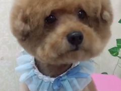 -乐琪宠物(青塔西路店)