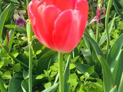 -洛阳郁金香牡丹园