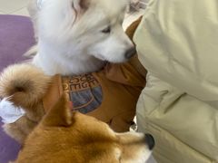 -怪兽屋·羊驼·猫咖·狗咖(俊华广场店)