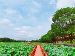 -洪湖生态旅游区