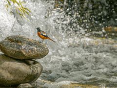 -朝阳公园