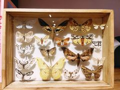-自由生长植物工作室(深港花卉中心店)