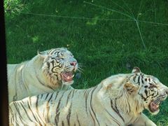 -北京野生动物园