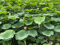 -长春市南湖公园