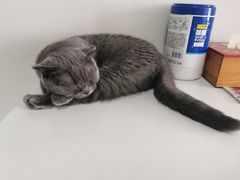 -我爱猫咪·猫咖·狗咖·安哥拉兔·羊驼咖(小寨华旗店)