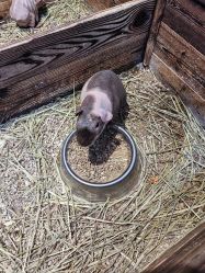 -酷嗒动物文化乐园(cutezoo西溪乐天城店)