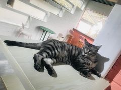 -喵屿·大理花园猫咖