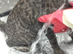 -瑞派康怡24h宠物医院·犬猫医疗中心·微创绝育(瑞景分院)