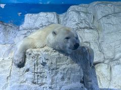 -大连老虎滩海洋公园