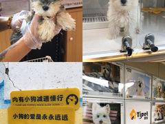-翊宠yipet猫狗购宠庄园