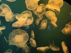 -成都浩海立方海洋公园