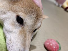 -逗柴咖啡屋·狗咖猫咖宠物桌游