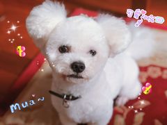 -PETKIT小佩宠物(古北店)