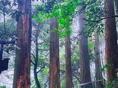 -天目山大树王景区