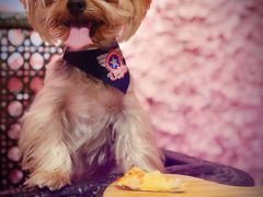 -百好乐宠物友好餐厅(朝外大街店)