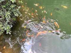 -大奇山国家森林公园