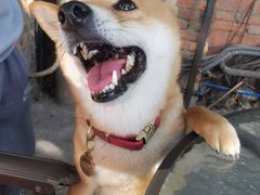 -柴犬高等学院·狗咖·柴犬售卖·宠物训练